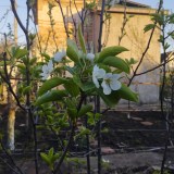 Лесная красавица1